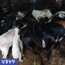 남솔농장 이미지