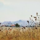 갈대이야기 이미지