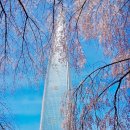 하모니카첫걸음 | 2026 잠실 석촌호수 벚꽃, 지금 가도 될까 직접 본 현황