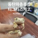 수원-1733 | 동탄 파충류샵 티그리스게코 분양후기 | 수원 용인 화성 파충류샵 찾는다면 여기!!