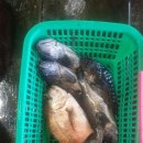 훼미리호좌대낚시터 이미지