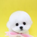 몽글그루밍 이미지