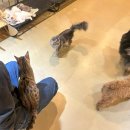 에이코스 | [파주] 파주데이트코스 추천 야당 ‘테이블에이’ 동물원 후기