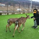 더보이스 코인 노래연습장 이미지
