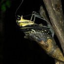 나비 한살이 이미지