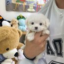 데일리독 이미지