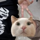 스노우의원 안산점 네이버블로그