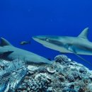 웜벳동물병원 이미지