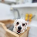 라이크테테 | 오목천동애견미용 라이크테테 비숑 노스트레스 위생미용 얼굴컷 스파 후기