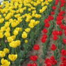 해찬솔 | 송도 해찬솔공원 튤립 후기, 강아지 산책 코스로 딱! 캐논 익서스210 작례까지