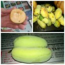 포포농원