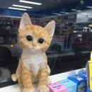 봄봄약국 이미지