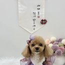 포프리티 이미지