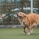 스튜디오독스