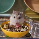 패러그린 | 드워프 햄스터 사료 먹이 초보집사에게 추천하는 패러그린