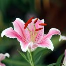 백합미용실 이미지