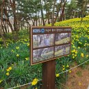 (화요힐링여행) 4월 7일 100년 한옥의 수선화 명소 서산 유기방가옥 &amp; 한국의 스위스 서산 여행 이미지
