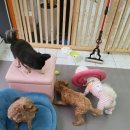 펫플러스라이프 이미지