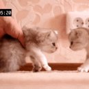 공부하는고양이