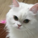 황슝슝 서울냥 🐱 펫샵몽에서 미용하고왔어용 ❣ 동대문 고양이 무마취미용 오픈샵