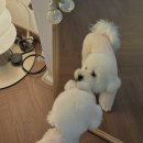 짜세프렌즈 이미지