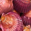 가리비세상 이미지