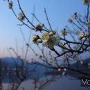 다압면 섬진강 매화마을 인근 이미지