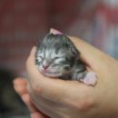 러블리메인쿤 이미지