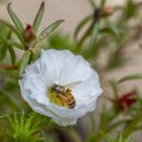 벌과 사람 이미지