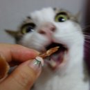 뚜리까까 | 고양이 수제간식 :) 뚜리까까 건강한 먹거리