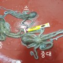 해남뻘낙지 이미지