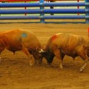 청도소싸움경기장 이미지