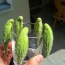 시골다방 이미지
