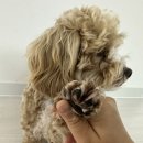 밀크숑 애견샵 이미지