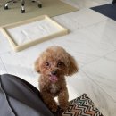 요크독애견샵 | 광주미용애견샵 고민중이라면 순독에서 시작해보세요