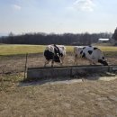 전제만목장 | 농도원 목장체험 점심 예약꿀팁