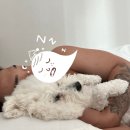 콩몽이네 이미지