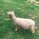 슈렉목장 이미지