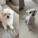 나나 애견 미용실 이미지