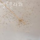 워터멜론플라워 네이버블로그