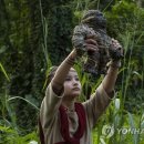 Godzilla vs. Kong 이미지