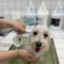 러브시티독 이미지