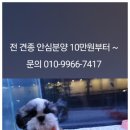 아이러브 애견 이미지