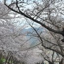 여좌천거리 | 진해군항제 여좌천 주차 꿀팁 벚꽃 실시간 개화 먹거리 투어 후기