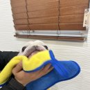 그루밍 멈머 이미지