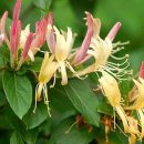 인동초등학교 이미지