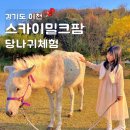 이천 스카이밀크팜 당나귀와 교감체험