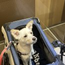 삼탄유원지화장실(1) | [후기] 삼탄유원지 노지 캠핑 (with 솜이)