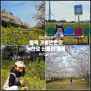 신풍리마을 | 5월 제주 동쪽 가볼만한곳 제주도 녹산로 유채꽃축제 혼인지 벚꽃 신풍리