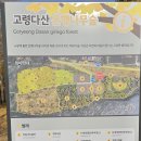 작은나무숲 | 고령 다산 은행나무 숲 힐링 후기